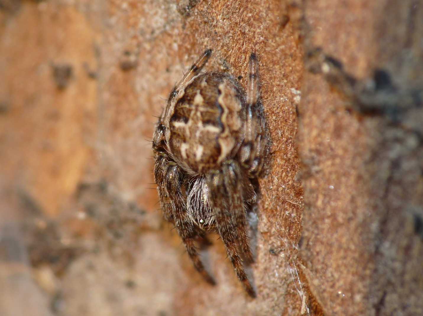 Larinioides sp.